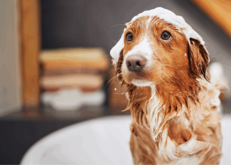 OhMDC_Dog_Bath_02